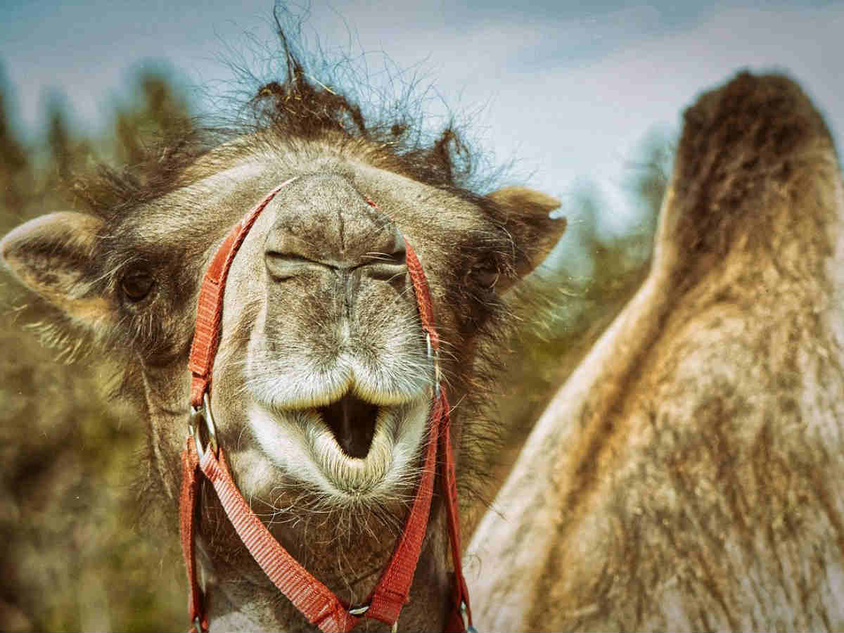 Верблюд Верблюд