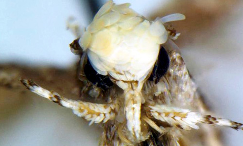 Бабочка Neopalpa donaldtrumpi