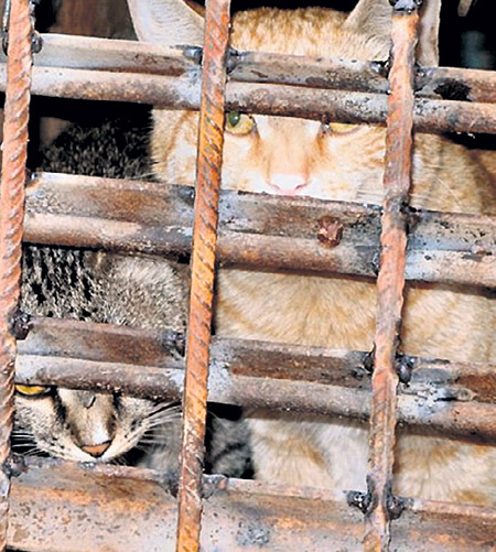 Заваривая решётки на продухах...