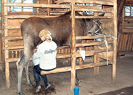 Лосихи дают около 5 л молока в сутки, оно в четыре раза жирнее коровьего