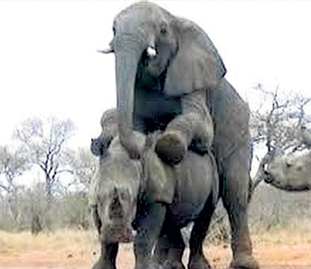 Рог от развратника не спас