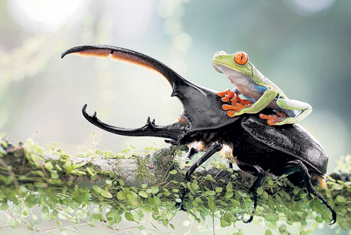 Двухсантиметровая древесная бразильская лягушка оседлала жука-оленя. Наверное, готовится участвовать в Олимпийских играх в Рио-де-Жанейро (работа Николаса БОДЕНА)