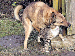 От ненависти до любви - один шаг