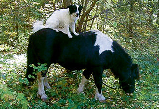 Марти с пятого дубля научился запрыгивать на спину пони Мандарину